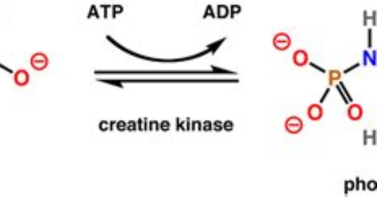 Where Does Creatine Kinase Come from?