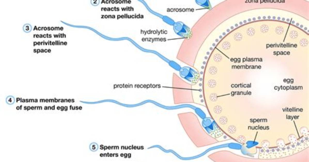 Where Does Cross-Fertilization Occur?