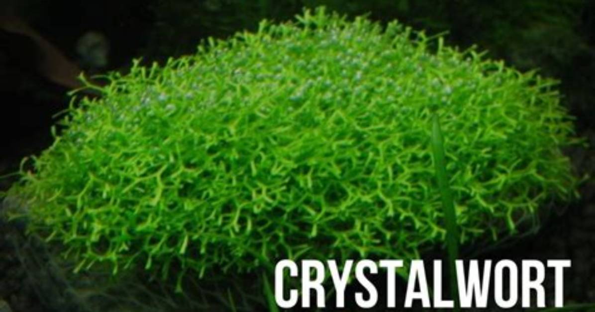 Where Does Crystalwort Grow?