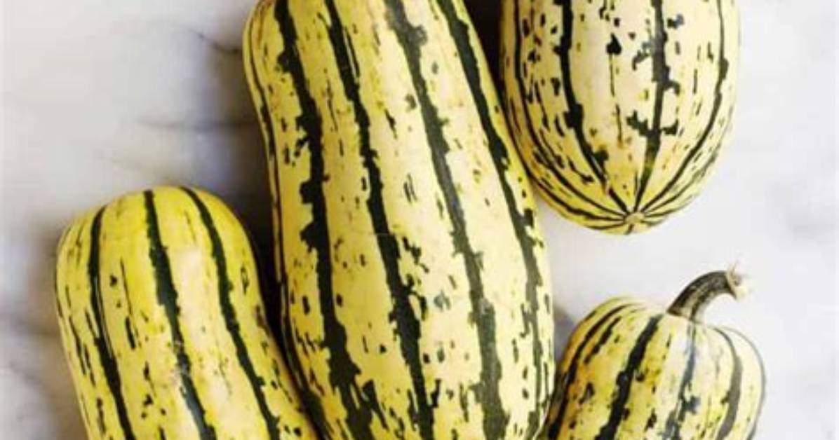 Where Does Delicata Squash Come from?