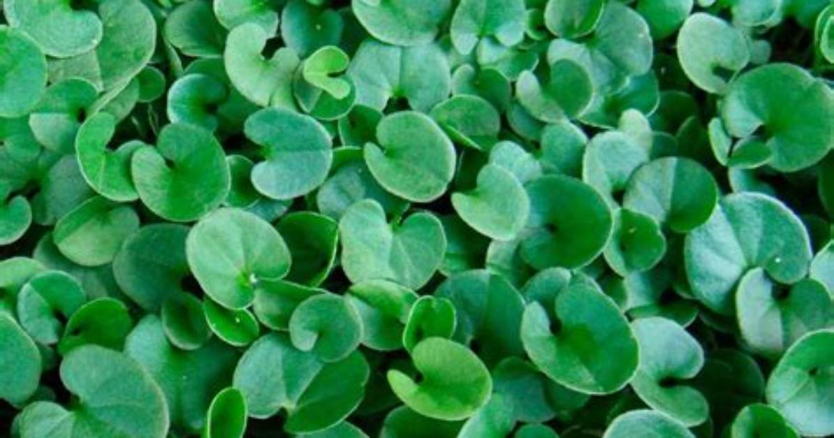 Where Does Dichondra Grow? | Contextresponse. Com