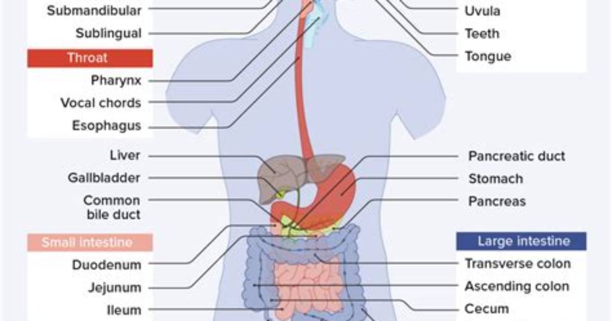 Where Does Digestion Come from?