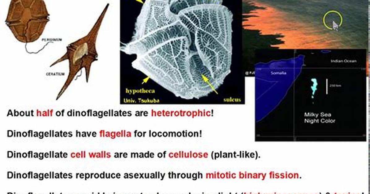 Where Does Dinoflagellates Live - Lisbd-Net. Com