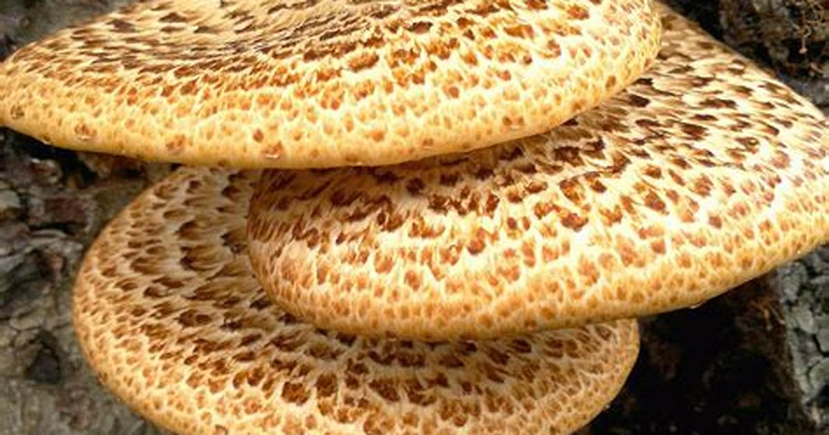 Where Does Dryad's Saddle Grow?