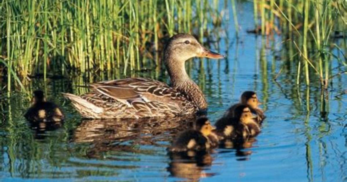 Where Does Duck Lives?
