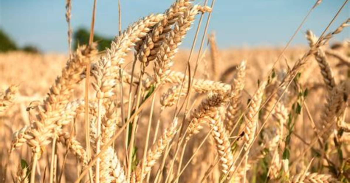 Where Does Durum Wheat Come From