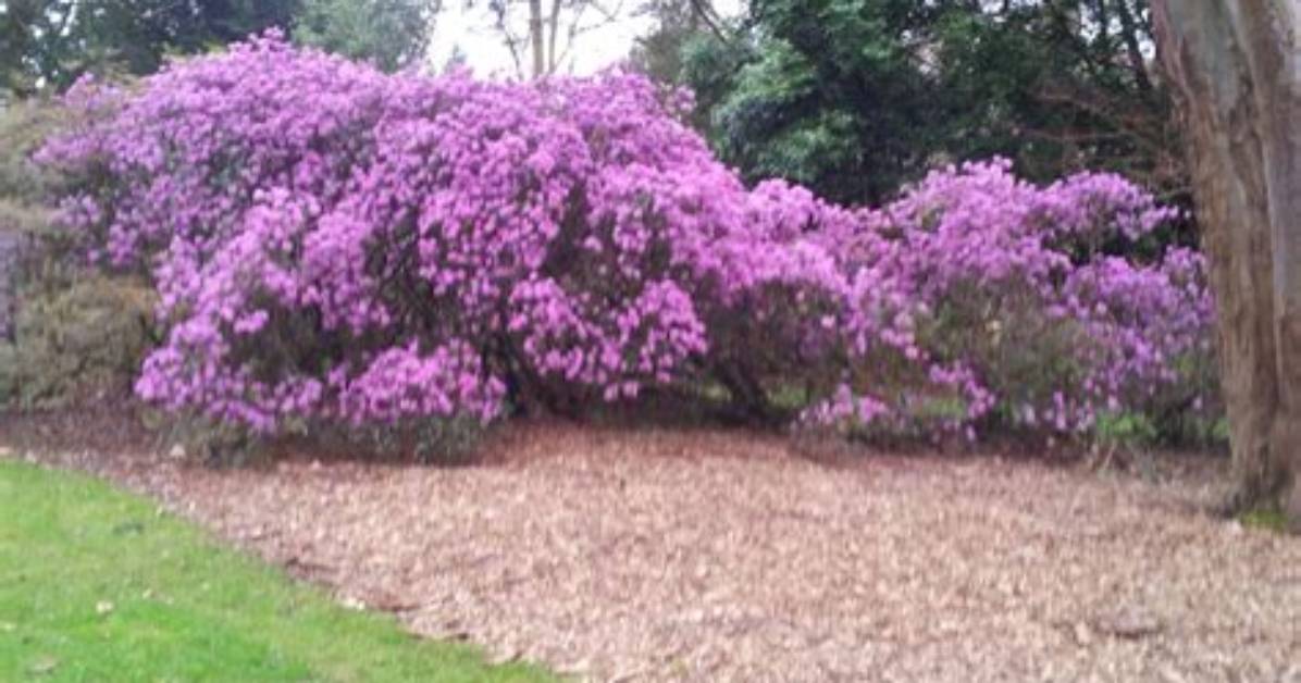 Where Does Ecossaise Come from?