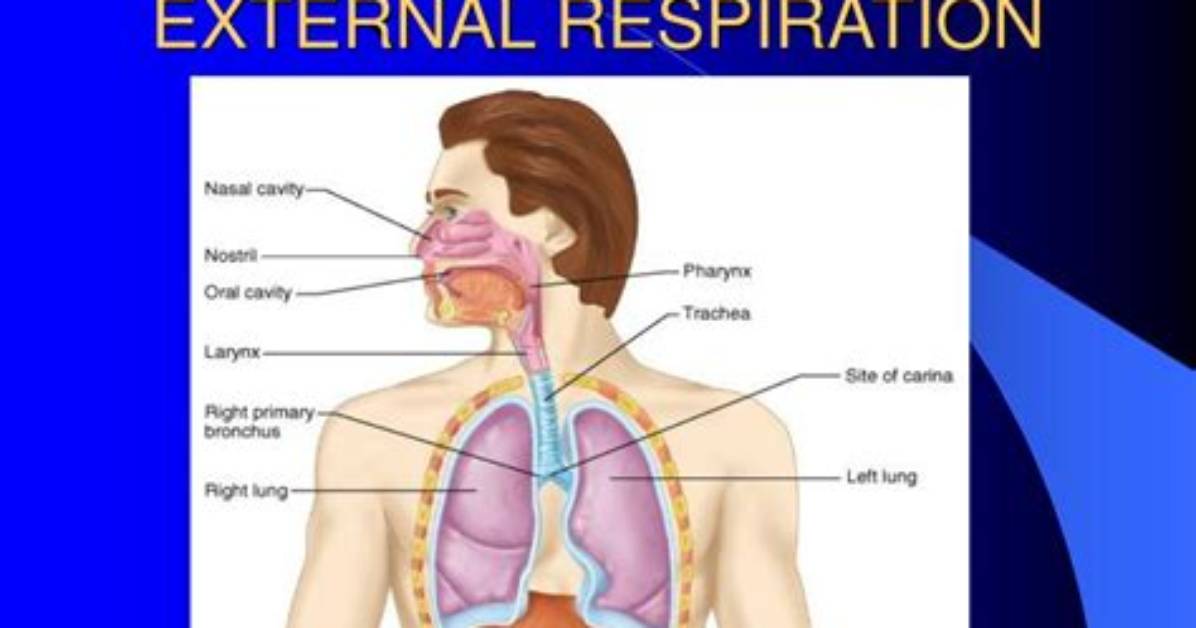 Where Does External Respiration Occur?