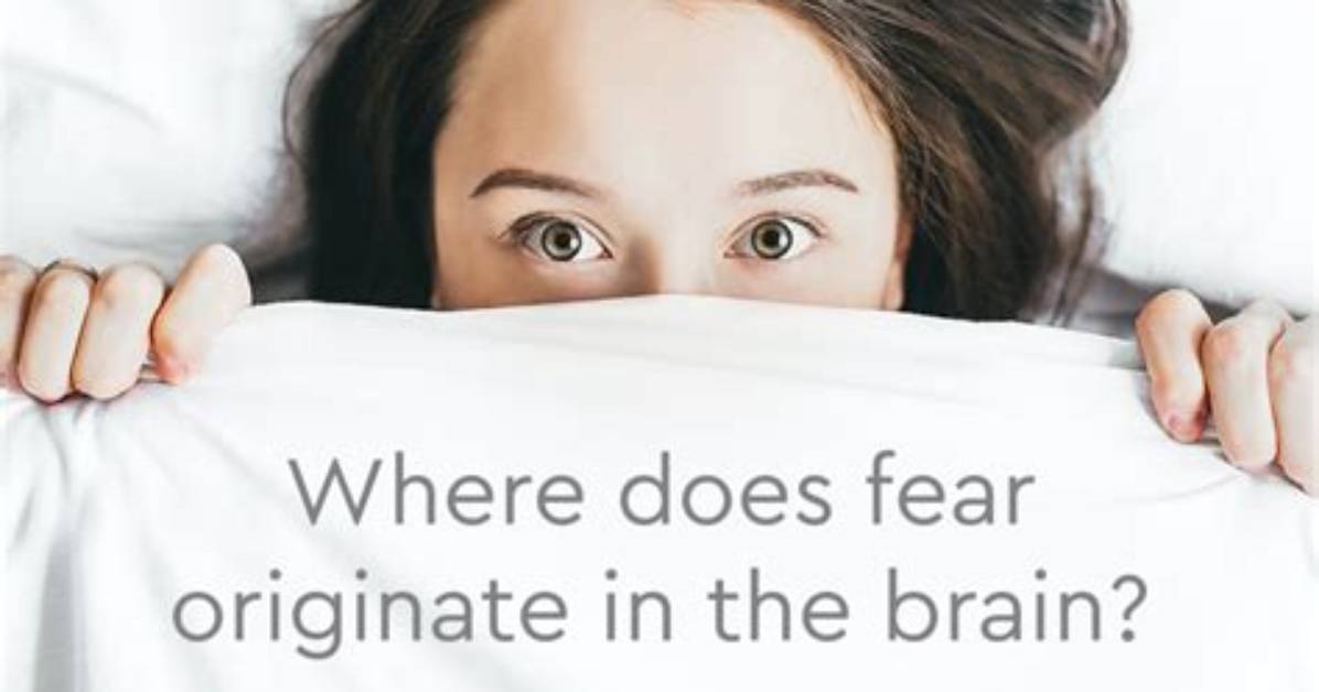 Where Does Fear Originate from?
