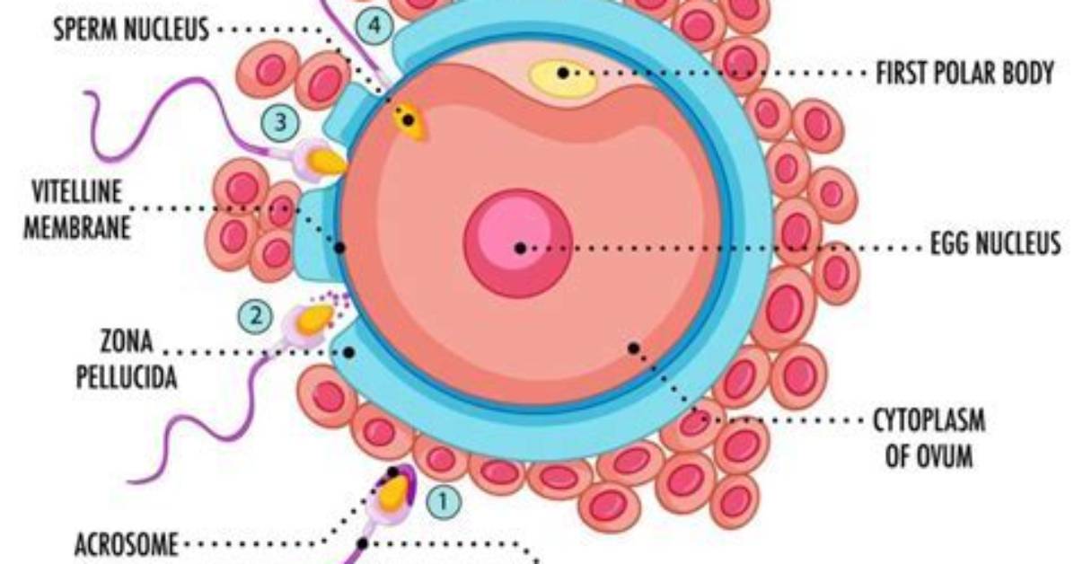 Where Does Fertilization Actually Take Place?
