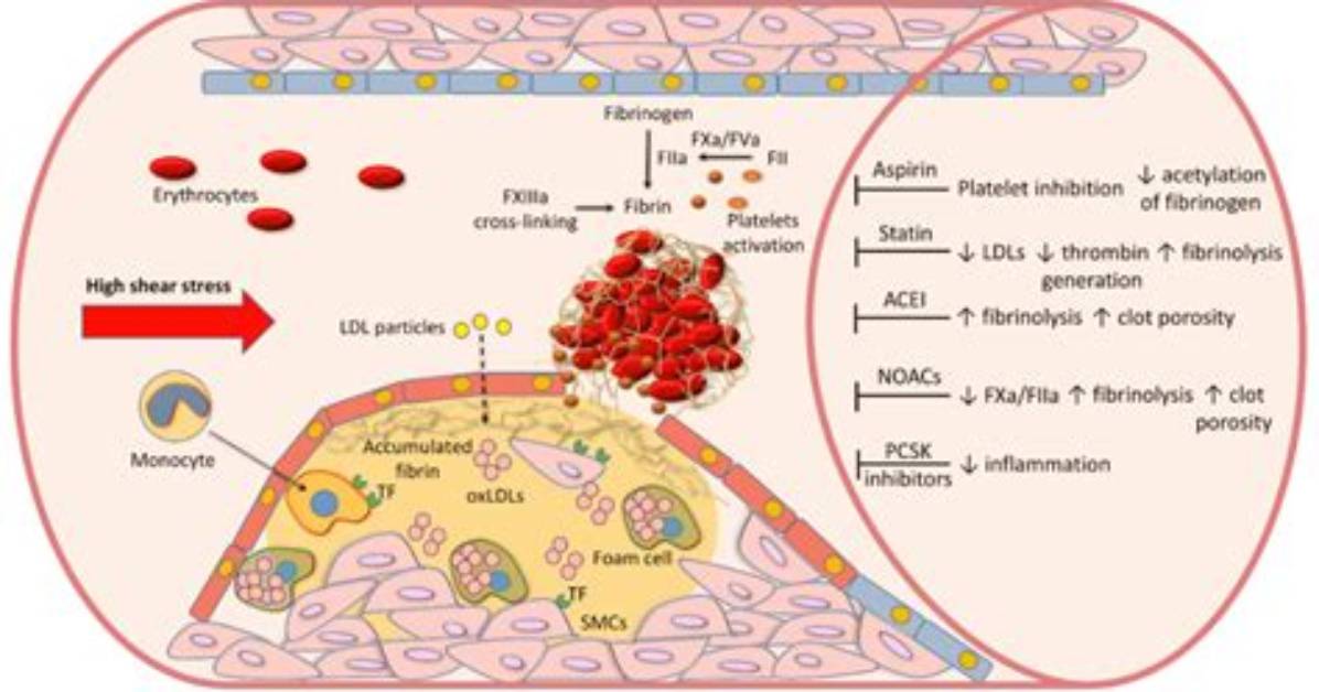 Where Does Fibrin Come from?