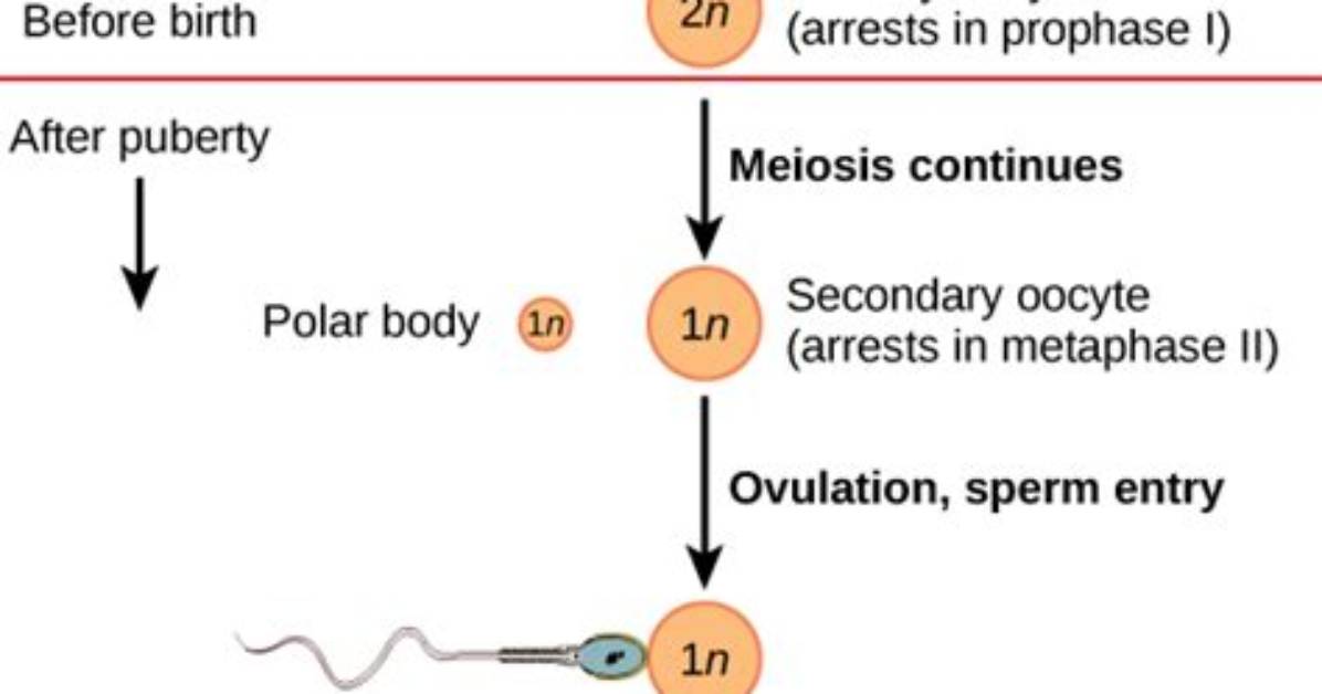 Where Does Gametogenesis Takes Place?