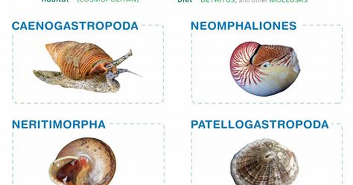 Where Does Gastropod Originate from?