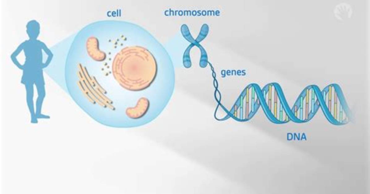 Where Does Genes Come from?