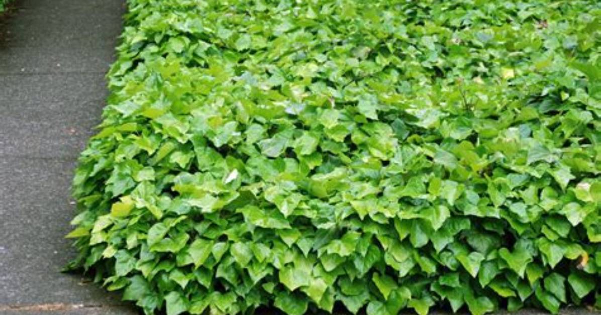 Where Does Ground Ivy Grow
