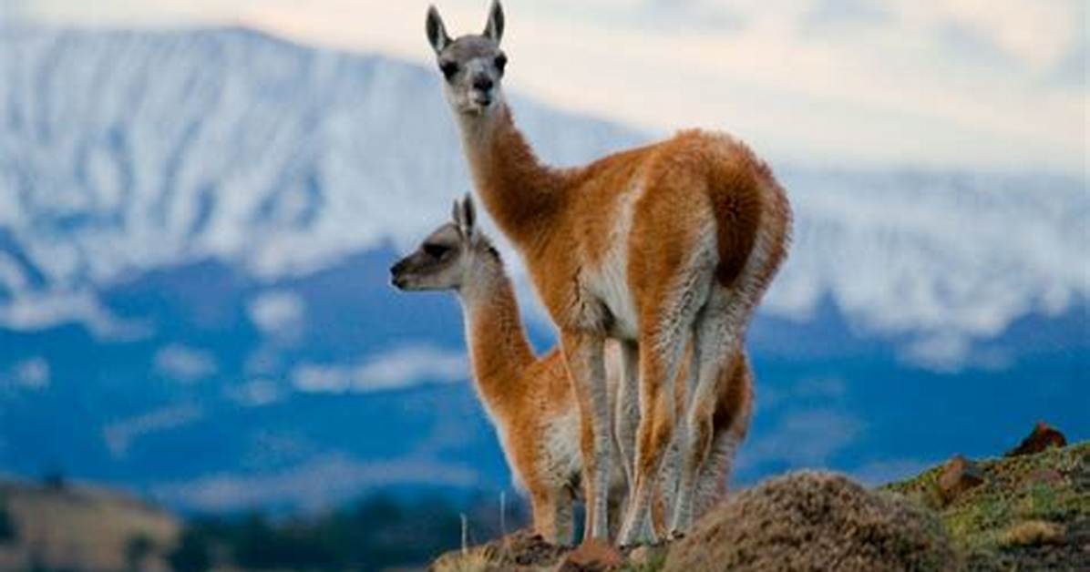 Where Does Guanaco Come from?