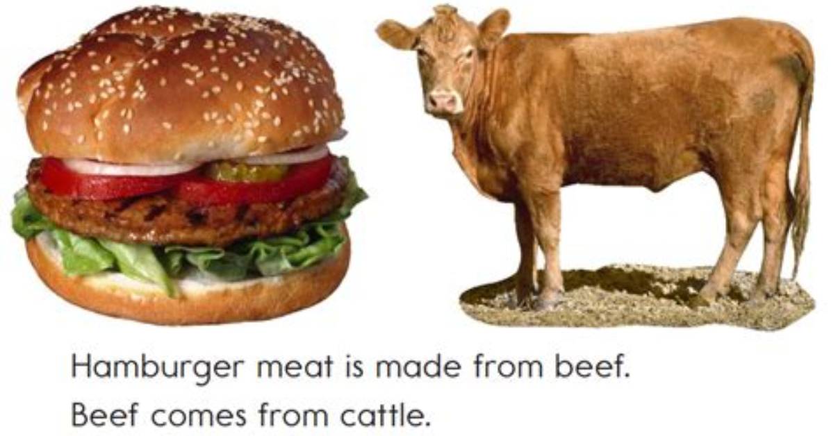 Where Does Hamburger Meat Come From