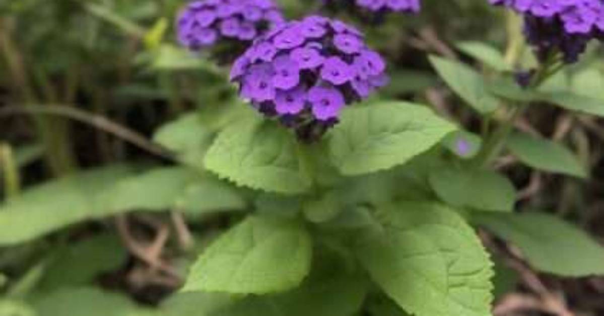 Where Does Heliotrope Grow?