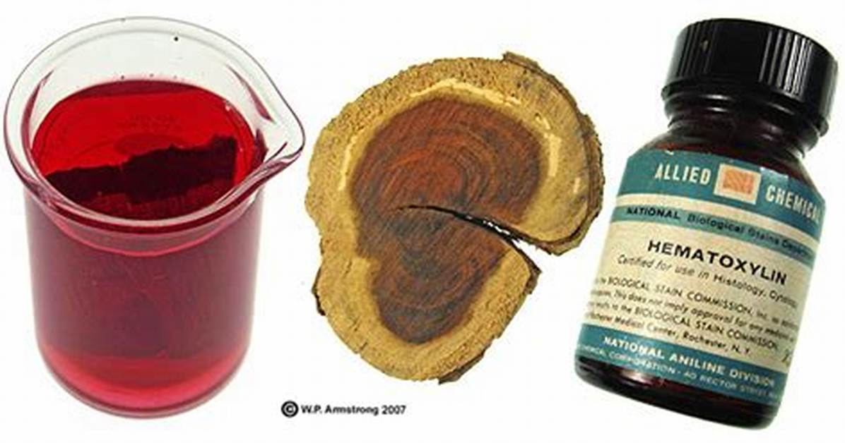 Where Does Hematoxylin Come from?