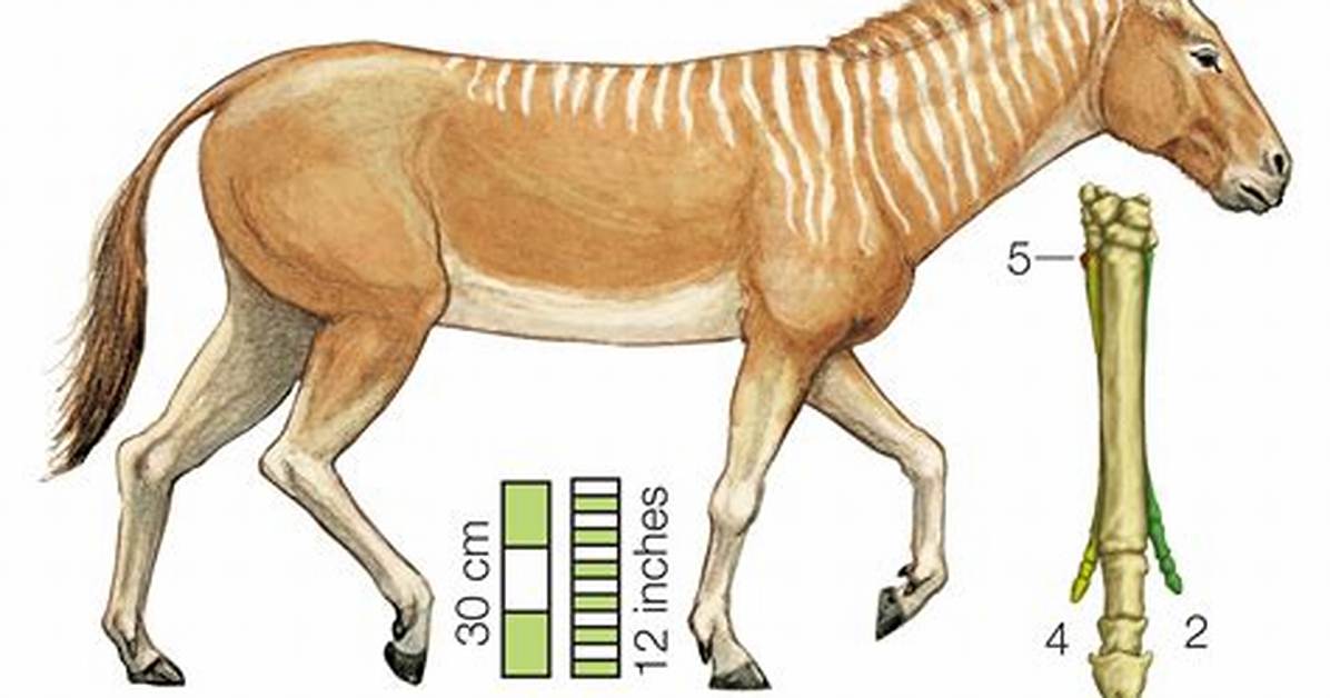 Where Does Hipparion Come from?