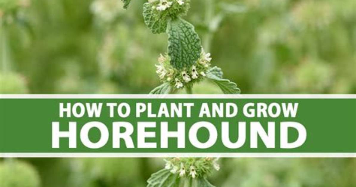 Where Does Horehound Grow?