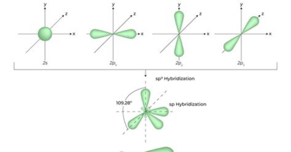 Where Does Hybridization Occur?