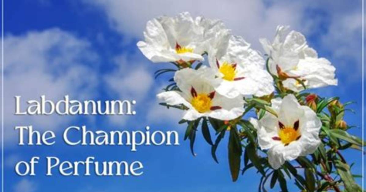 Where Does Labdanum Come from?