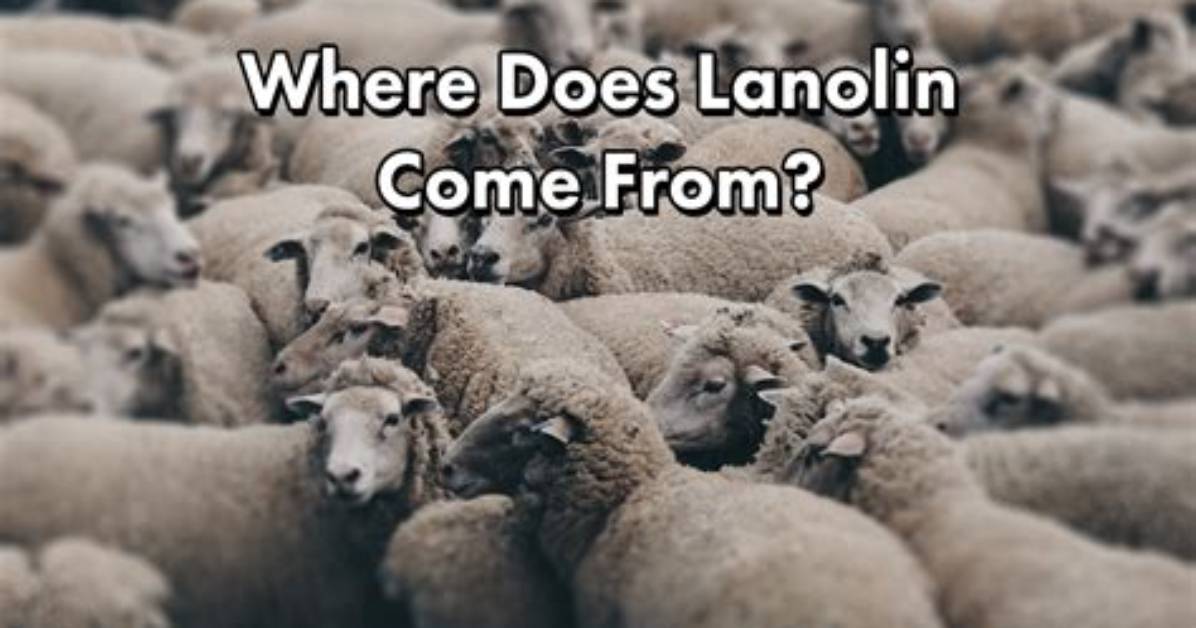 Where Does Lanolin Come from?
