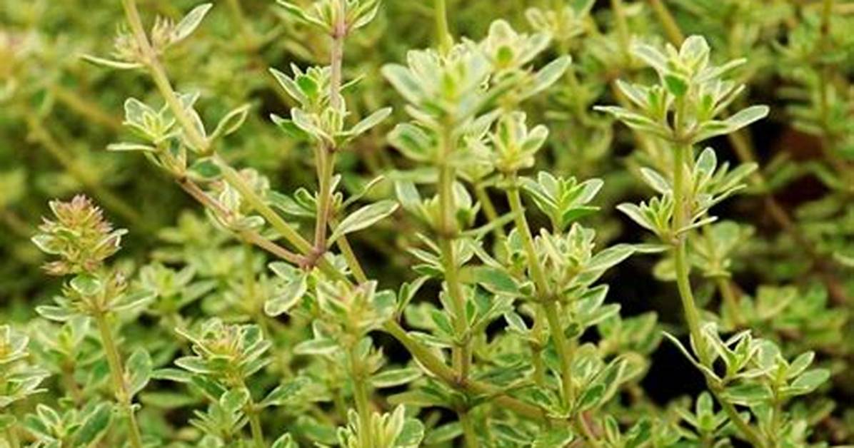 Where Does Lemon Thyme Come From