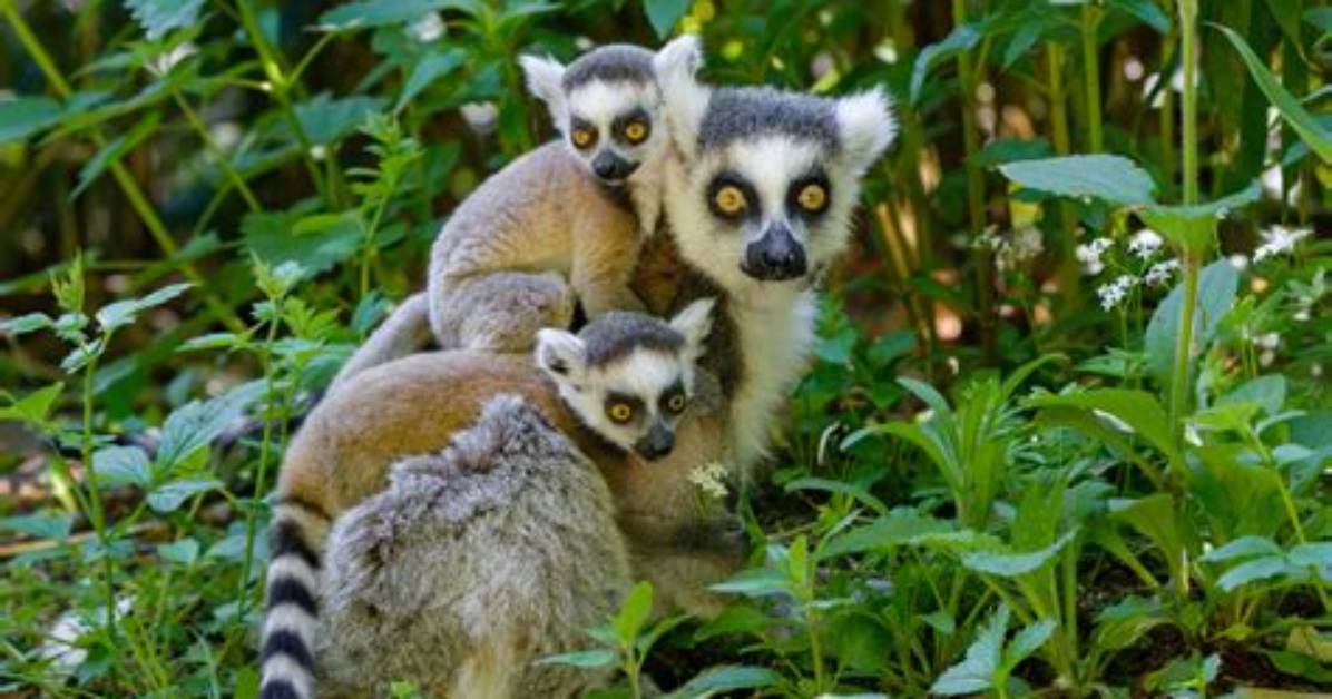 Where Does Lemurs Live?