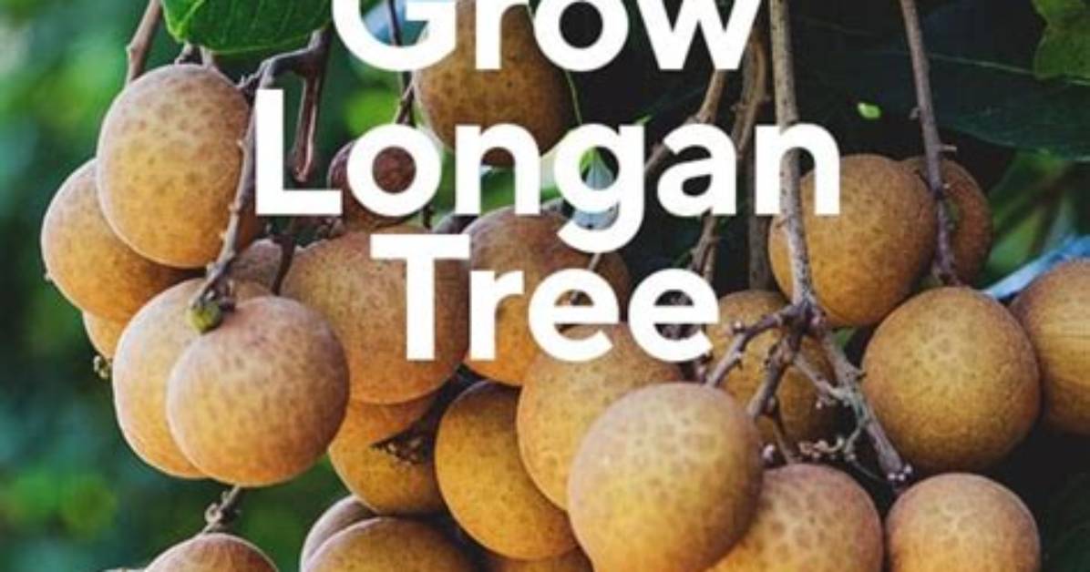 Where Does Longan Grow