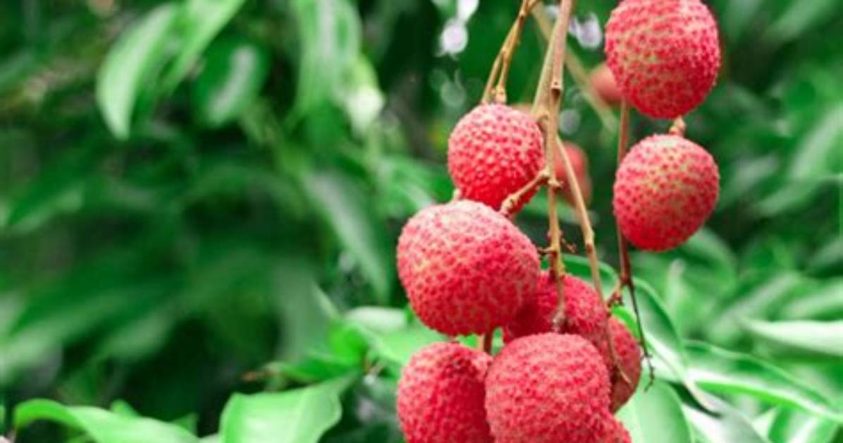 Where Does Lychee Grow?