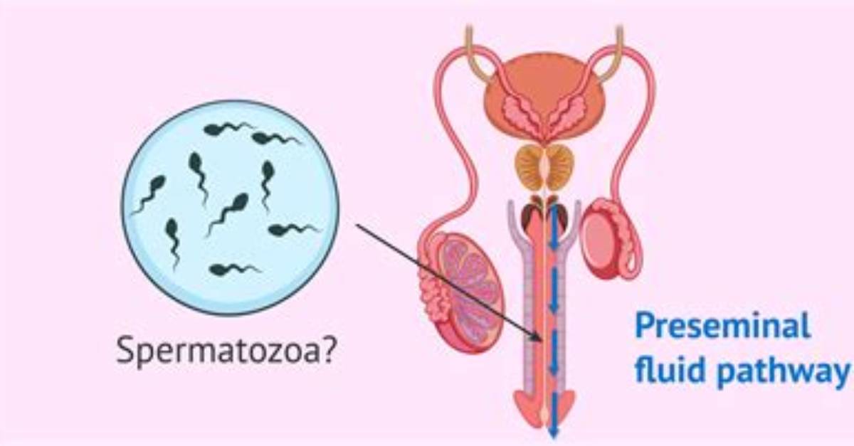 Where Does Male Ejaculate Fluid Come from?