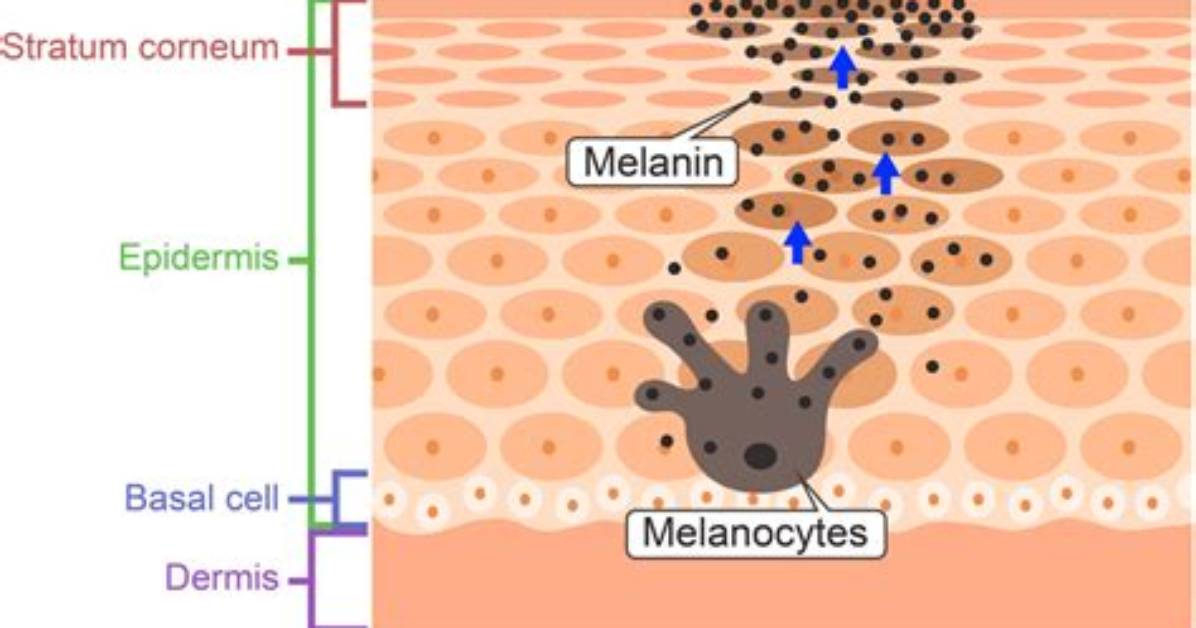 Where Does Melanogenesis Happen?