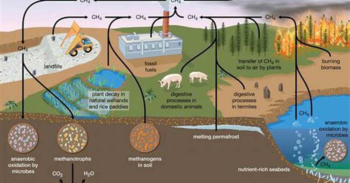 Where Does Methane Come from Humans?