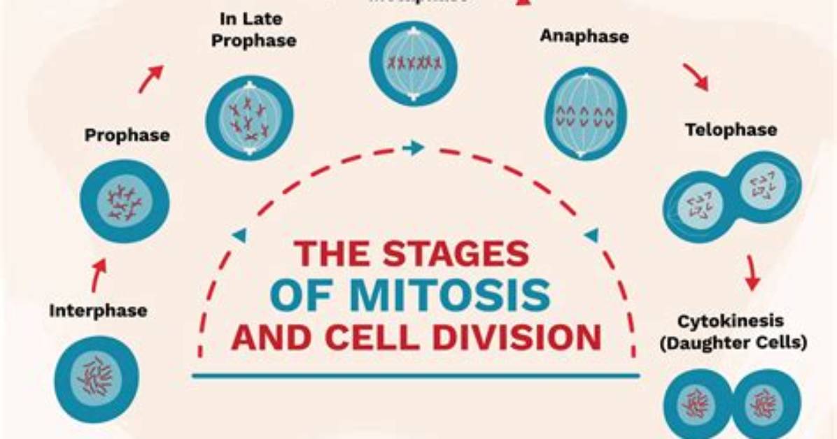 Where Does Mitosis Take Place?