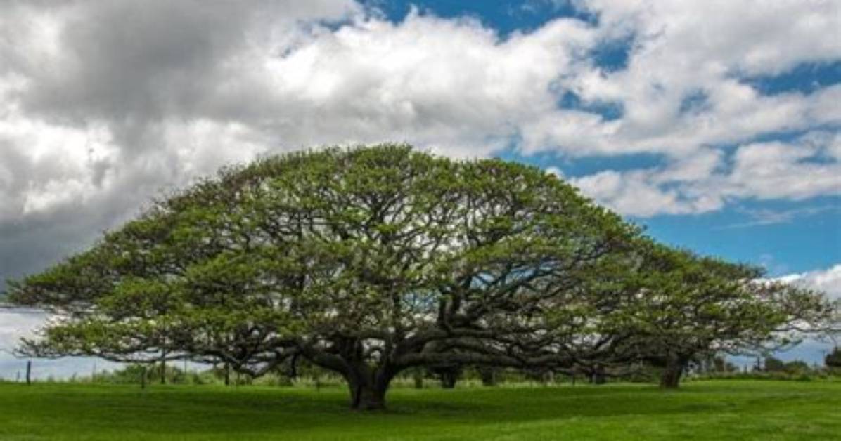 Where Does Monkey Pod Grow?