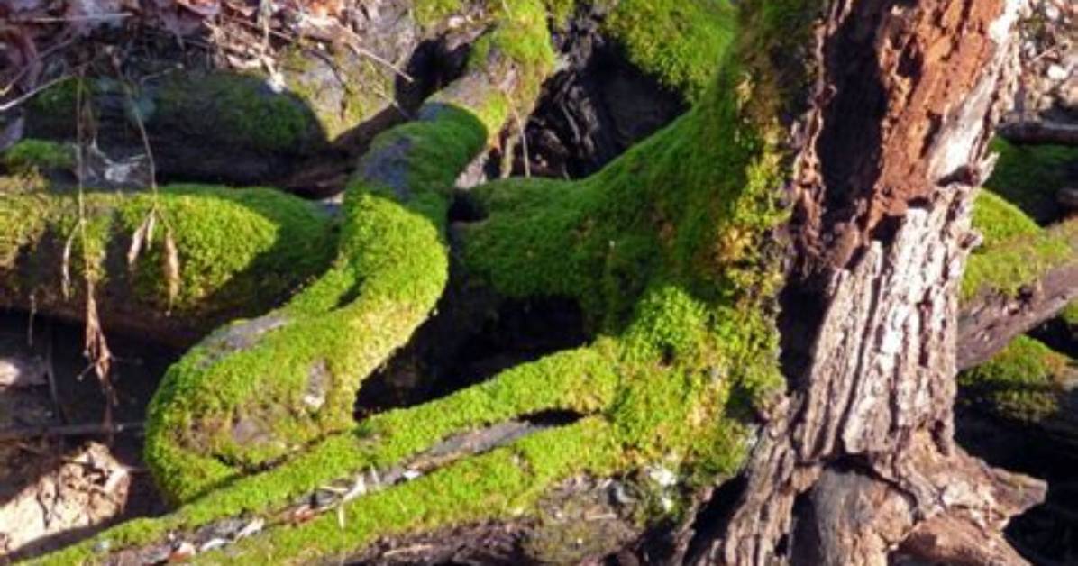 Where Does Moss Usually Grow?