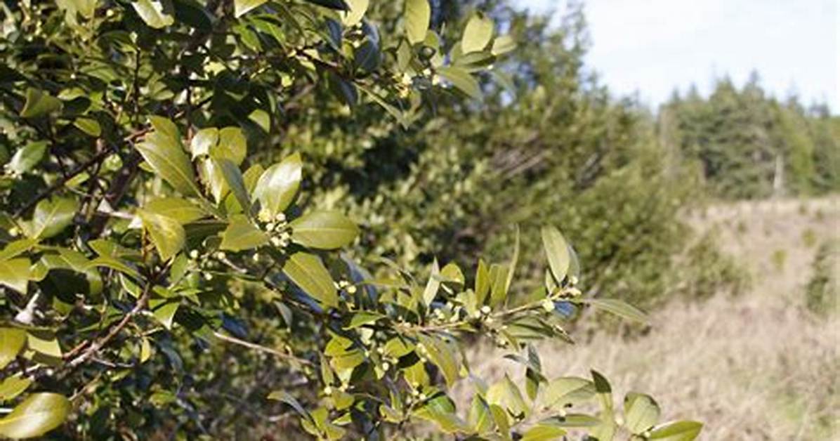 Where Does Myrtlewood Grow?