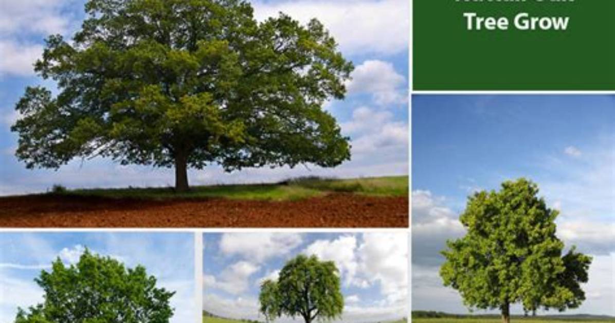 Where Does Nuttall Oak Grow