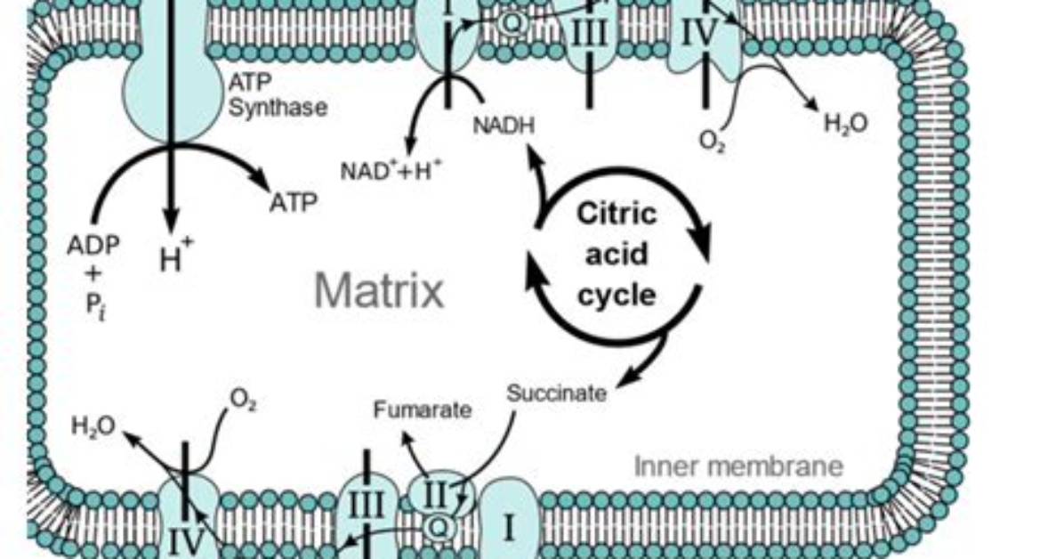 Where Does Oligomycin Bind?