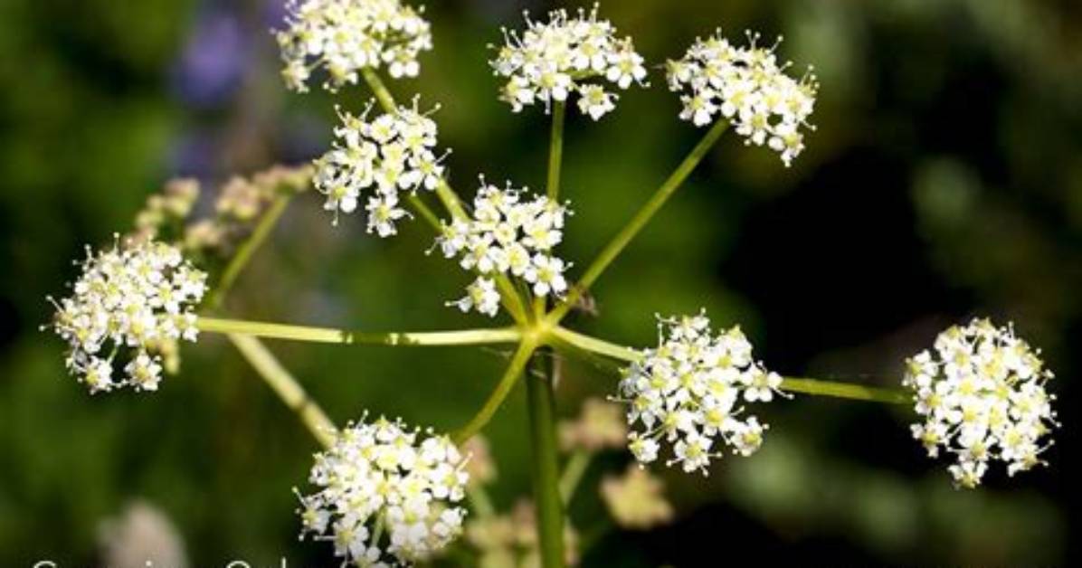 Where Does Osha Root Grow?
