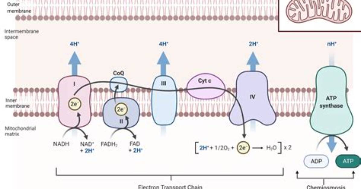 Where Does Oxidative Phosphorylation Occur in Bacteria?