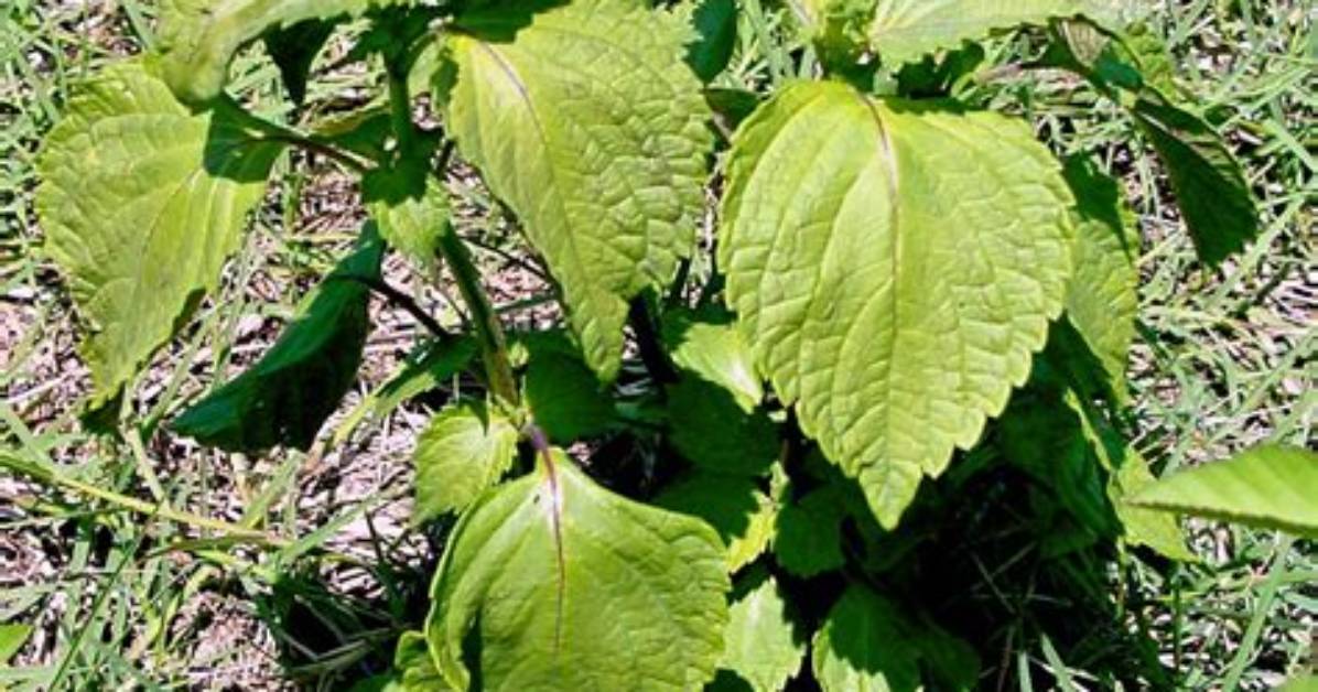 Where Does Perilla Mint Grow?