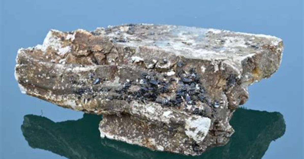 Where Does Phlogopite Come from?