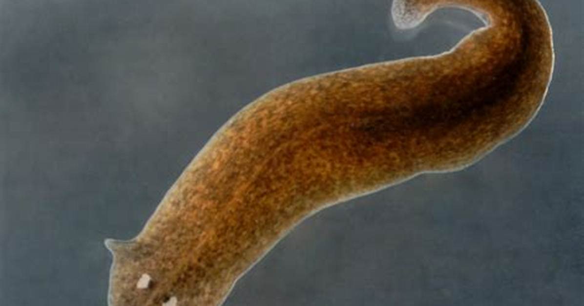 Where Does Planaria Live