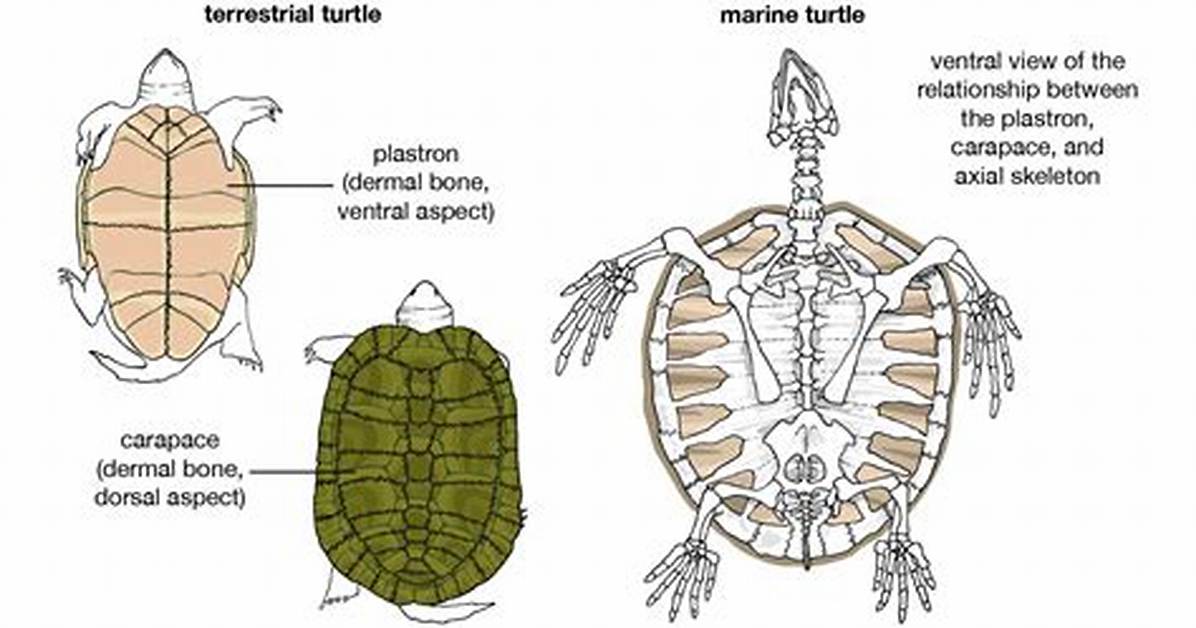 Where Does Plastron Come from?