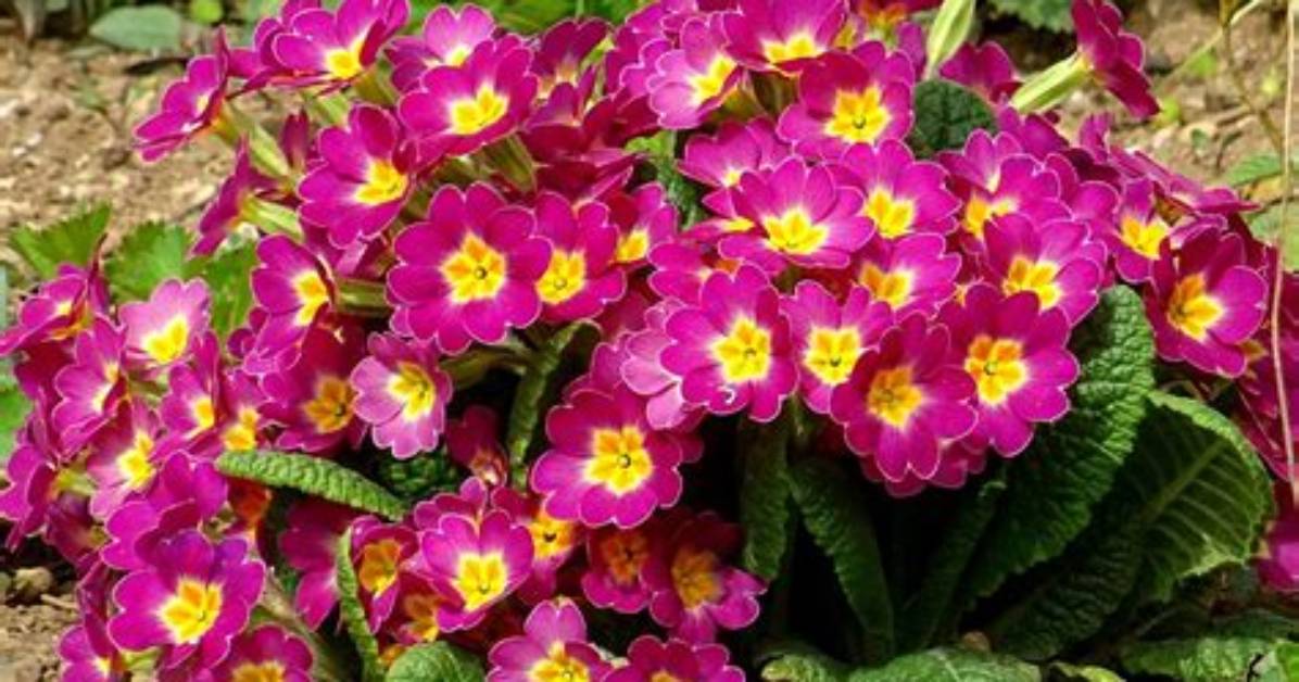 Where Does Primrose Grow?