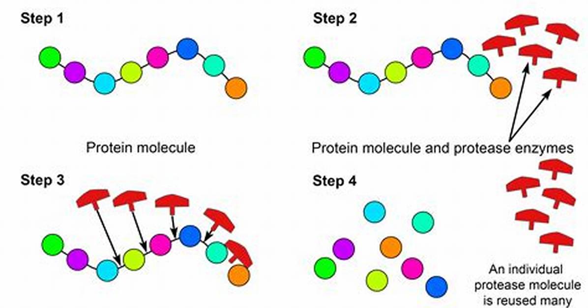 Where Does Protease Come from?