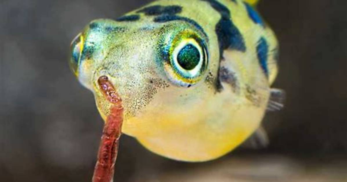 Where Does Puffers Live?